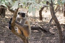Ape sitting on a tree in the Gir forest Ape sitting on a tree in the Gir forest